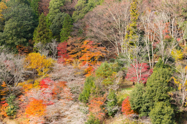 Nagoya, Obara Sakura in autumn Stock photo © vichie81