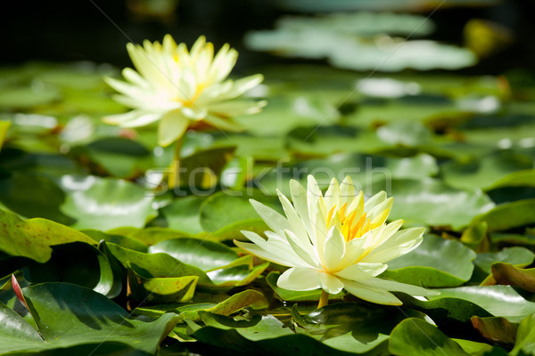 Lotus Stock photo © vichie81
