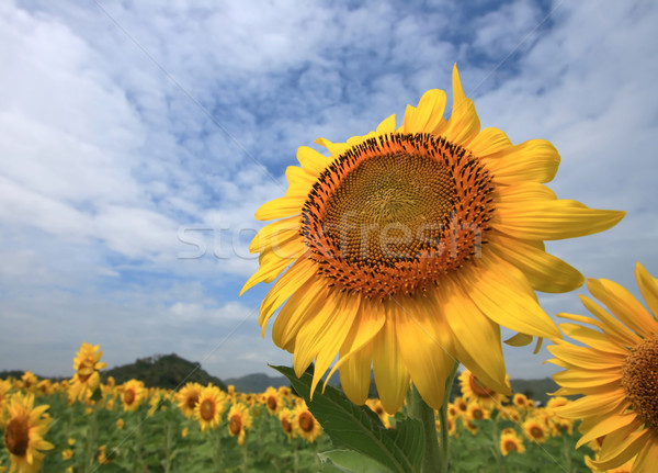 Tournesols domaine énorme tournesol milieu Thaïlande [[stock_photo]] © vichie81