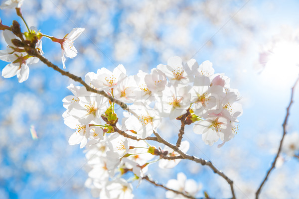 Sakura sole fiore primavera Foto d'archivio © vichie81