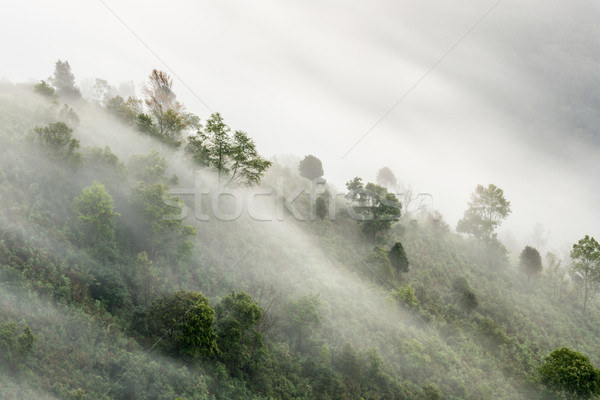 霧の 森林 山 スロープ 自然 公園 ストックフォト © vichie81