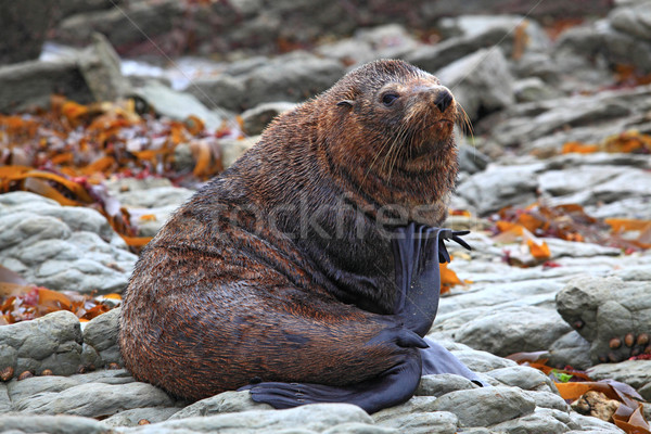 relaxing wild seal Stock photo © vichie81