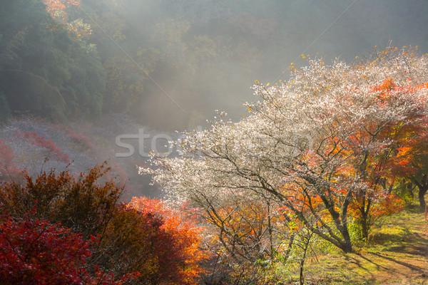 Sakura autunno panorama fiore primavera fiore Foto d'archivio © vichie81