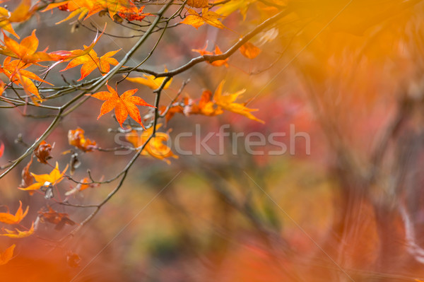 Sonbahar kırmızı ücretsiz bo ağaç Stok fotoğraf © vichie81