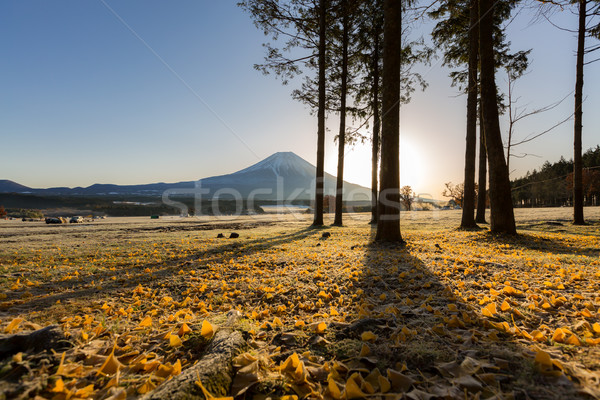 Fuji sunrise neige hiver cool Asie [[stock_photo]] © vichie81