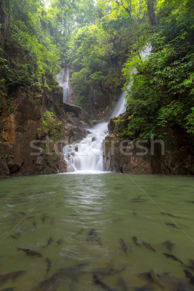 Tropical Waterfall Phlio Stock photo © vichie81