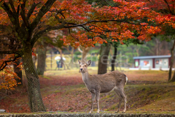 Deer in Nara Park Stock photo © vichie81