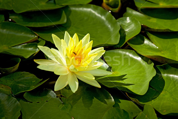 Stok fotoğraf: Lotus · arı · sarı · su · zambak · doğa