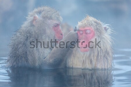 Neige singe japonais source chaude parc homme Photo stock © vichie81