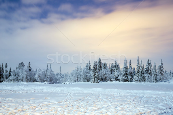 Winter landscape at night Stock photo © vichie81