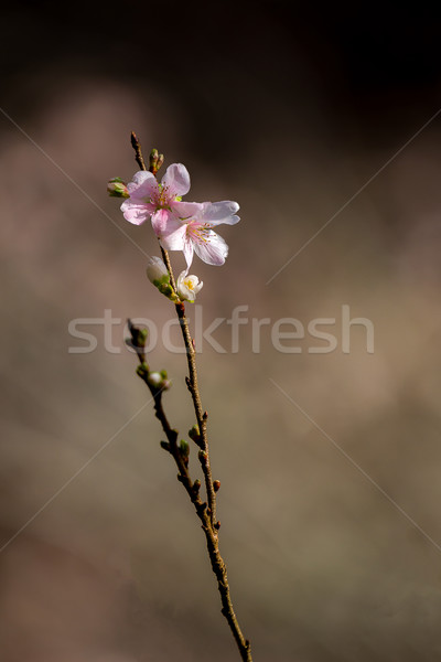 Sakura Frühling Blume Baum Natur Stock foto © vichie81