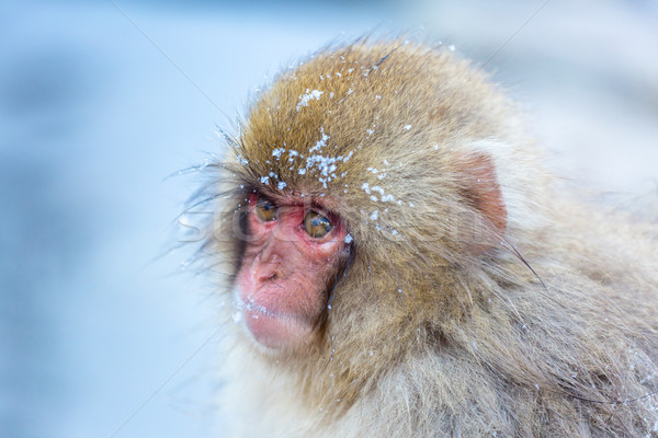 Schnee Affe japanisch Heiße Quelle Park Mann Stock foto © vichie81