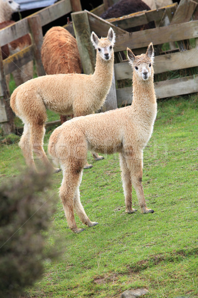 Stock photo: two brown lamas