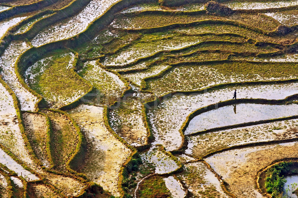 Sapa rice field Stock photo © vichie81
