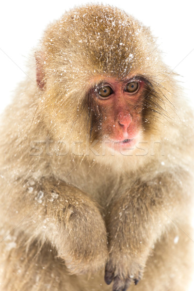 Japanese Snow Monkey Stock photo © vichie81