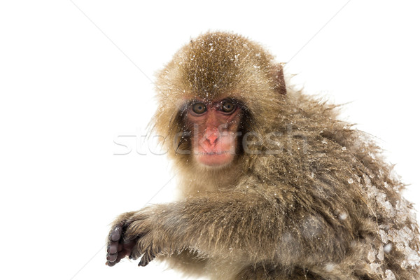 Stock photo: Japanese Snow Monkey