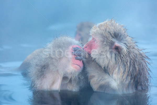 Nieve mono japonés fuente termal parque hombre Foto stock © vichie81