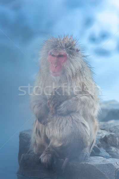 Neige singe japonais source chaude parc homme Photo stock © vichie81