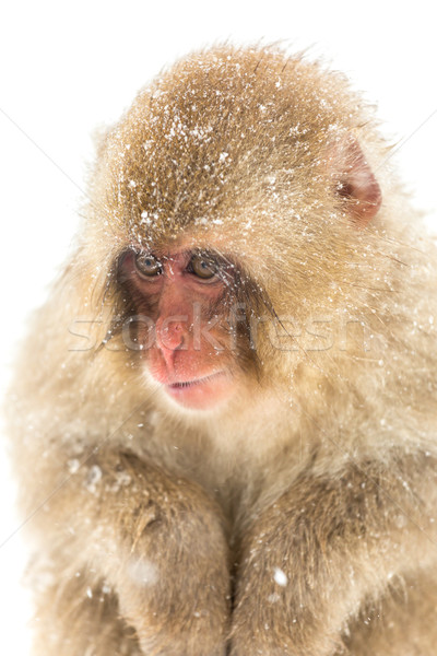 Japán hó majom férfi tél ugrás Stock fotó © vichie81