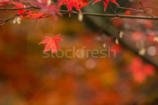 autumn background Stock photo © vichie81