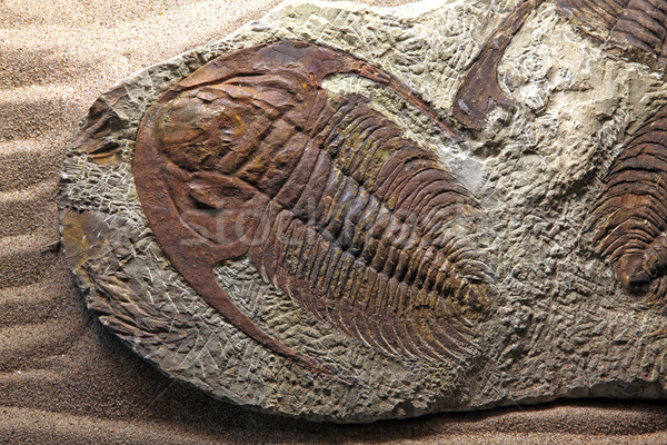 trilobite fossil Stock photo © vichie81