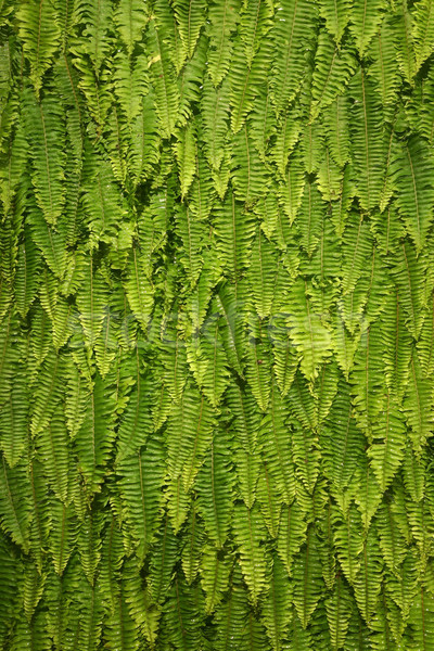 Green Fern Background Stock photo © vichie81