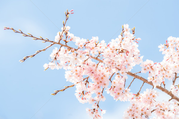 Foto stock: Sakura · primavera · Japón · flor · viaje