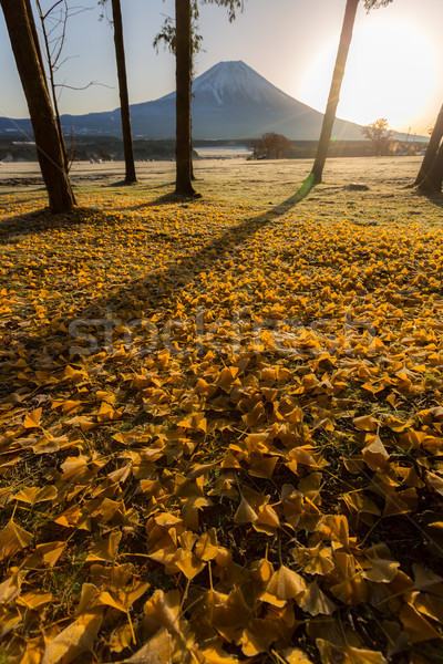 Mount Fuji zonsopgang water gras landschap dawn Stockfoto © vichie81