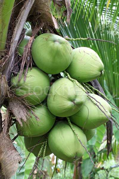 Tropical Coconut Stock photo © vichie81