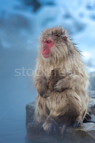 Hó majom japán termálfürdő park férfi Stock fotó © vichie81