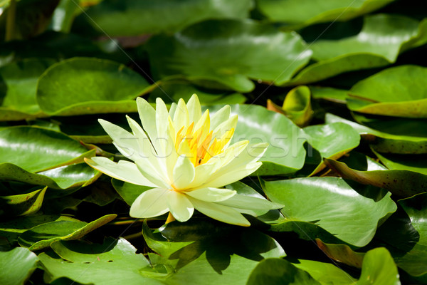 Gelb Lotus Wasser Lilie Natur See Stock foto © vichie81