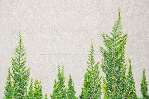Stok fotoğraf: Ağaç · duvar · kapalı · çimento · şarap