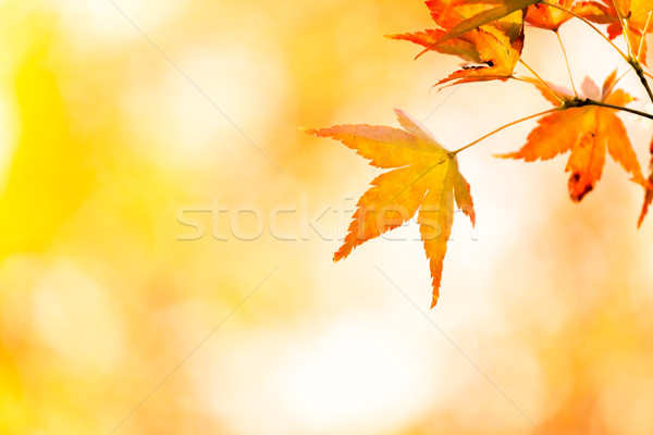 autumn background Stock photo © vichie81