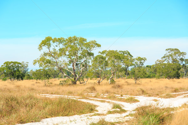 Savanne Landschaft südlich Thailand Wald Stock foto © vichie81