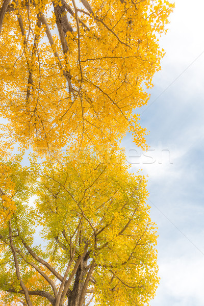 Alberi autunno Tokyo Giappone albero foglie Foto d'archivio © vichie81