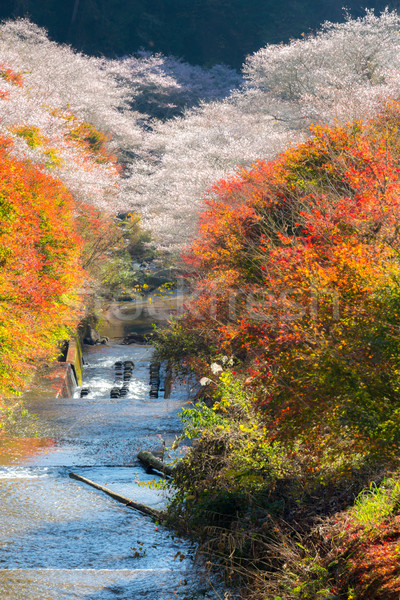 Sakura autunno panorama fiore primavera foresta Foto d'archivio © vichie81