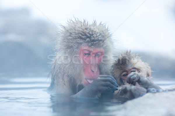 Hó majom japán termálfürdő park férfi Stock fotó © vichie81