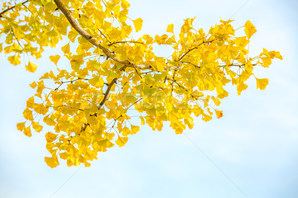 Stock photo: Ginkgo trees Autumn