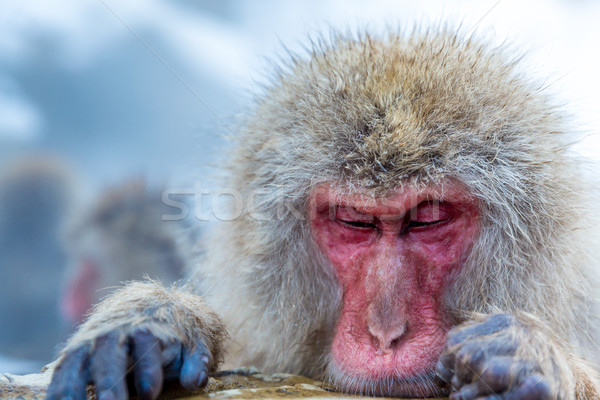 Zăpadă maimuţă japonez baie termala parc om Imagine de stoc © vichie81