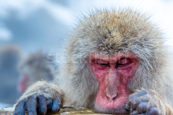 Snow monkey Macaque Onsen Stock photo © vichie81