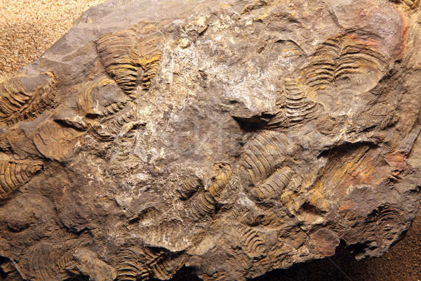 Dinoszaurusz kövület helyszín Thaiföld természet kő Stock fotó © vichie81