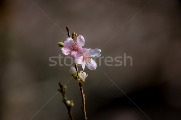 Sakura Frühling Japan Blume Natur Stock foto © vichie81