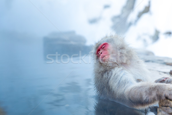 Kar maymun Japon termal banyo park adam Stok fotoğraf © vichie81