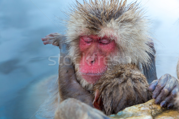 Neige singe japonais source chaude parc printemps Photo stock © vichie81