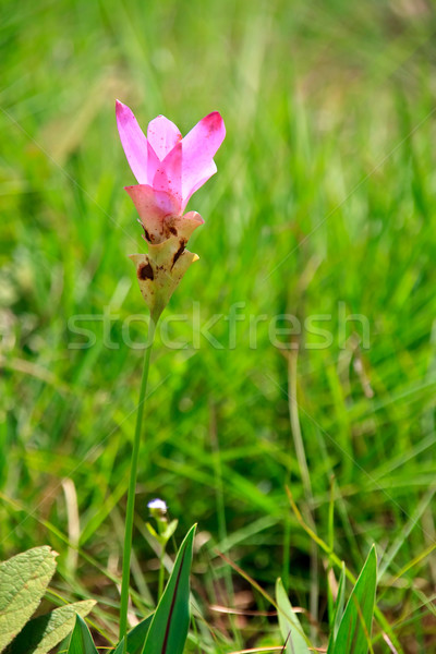 wild tulip on meadows Stock photo © vichie81