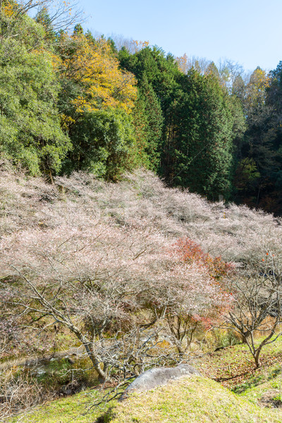 Stock fotó: Japán · ősz · tájkép · sakura · virág · tavasz