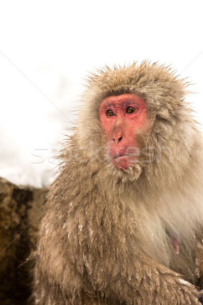 Stock photo: Japanese Snow Monkey