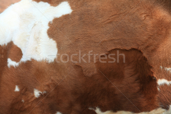 Brown fur carpet Stock photo © vichie81
