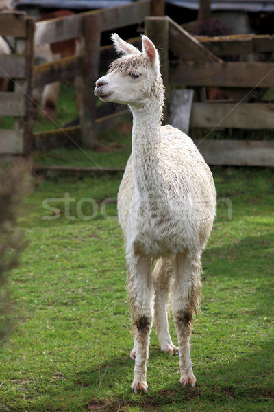 lama in farm Stock photo © vichie81