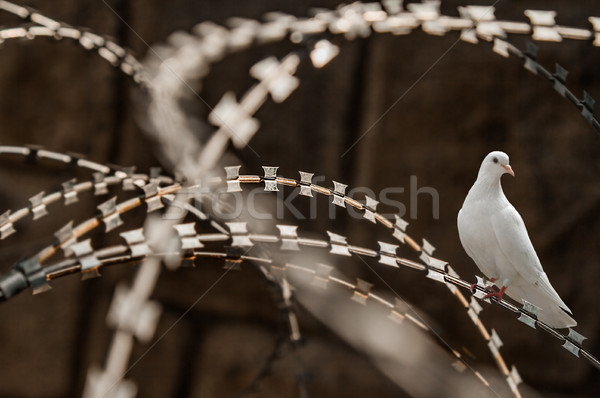 Foto stock: Branco · pombo · navalha · arame · cerca